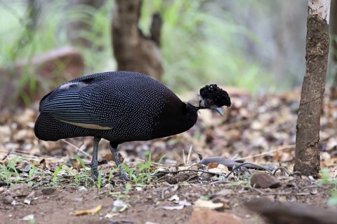 Ruffed Guinea Fowl (Guttera pucherani), adult, on the ground, alert, foraging, Kruger, Kruger
