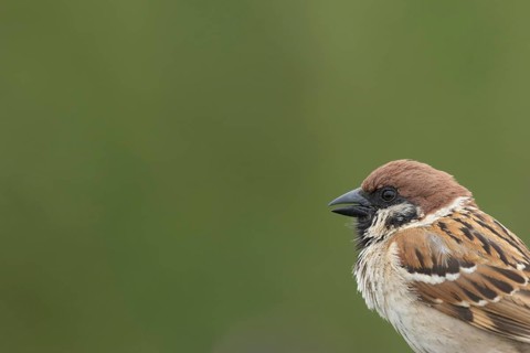Tree sparrow (Passer montanus) adult bird singing, England, United Kingdom