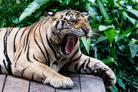 Tiger (Panthera tigris) Pattaya Thailand