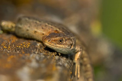 Common lizard (Zootoca vivipara) adult reptile resting on a wooden sleeper, England, United Kingdom