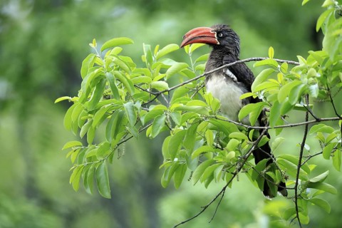 South African crowned hornbill (Lophoceros alboterminatus suahelicus), adult, on tree, alert,