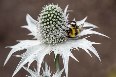 Large earth bumblebee (Bombus terrestris) on ivory manure (Eryngium giganteum), Emsland, Lower