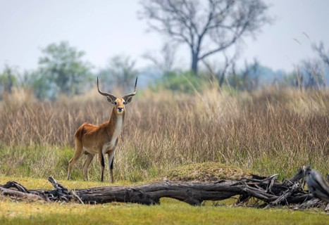 Letschwe or lychee moor antelope (Kobus leche), alert, Okavango Delta, Moremi Game Reserve,