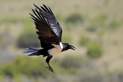 Shield raven (Corvus albus), adult, flying, calling, Mountain Zebra National Park, South Africa