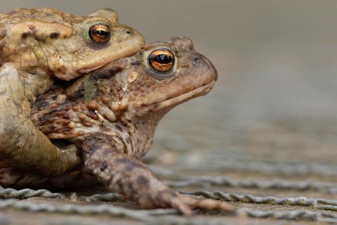Common toad (Bufo bufo) two adults amphibian mating on a footpath, England, United Kingdom
