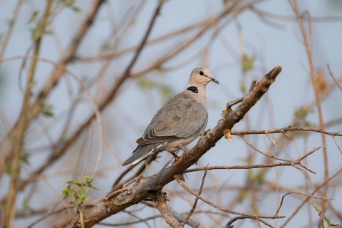 Cinereous Pigeon (Streptopelia capicola) sitting on a branch, Okavango Delta, Moremi Game Reserve,