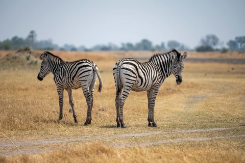 Steppe zebras (Equus quagga), two zebras in dry savannah, Okavango Delta, Moremi Game Reserve,