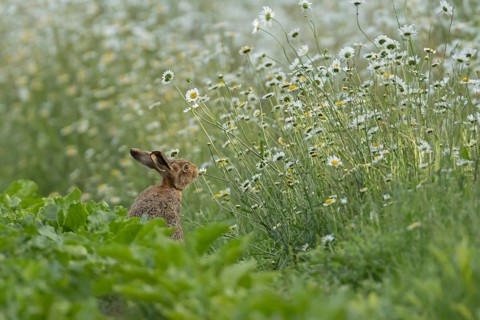 European brown hare (Lepus europaeus) adult animal on the edge of a farmland sugar beet field next
