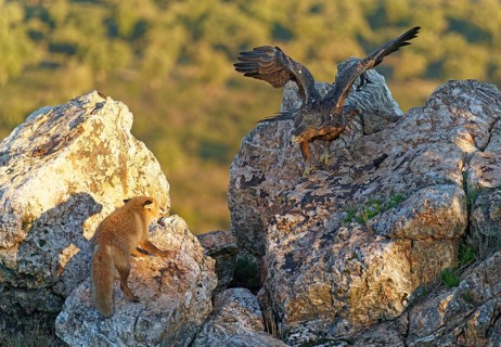 Golden eagle (Aquila chrysaetos) chases away a red fox fighting for food in the early morning