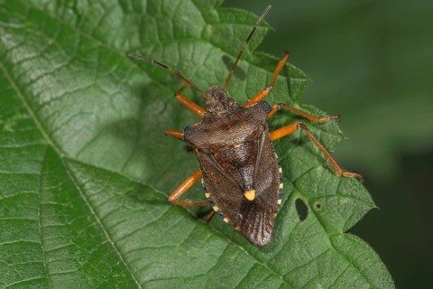 A Forest bug (Pentatoma rufipes) sitting on a nettle leaf in a natural environment,