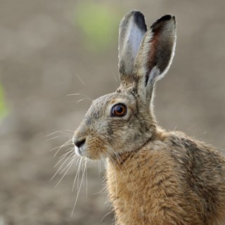 Portrait in young maize... European hare (Lepus europaeus), adult, close-up, head portrait,