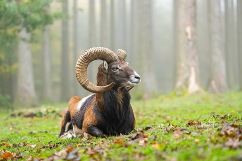 European mouflon (Ovis aries musimon) ram (male) lying in a forest in autumn, Bavaria, Germany