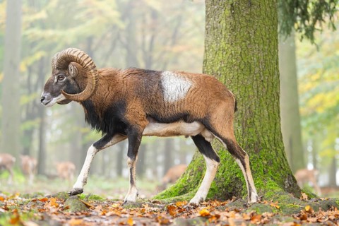 European mouflon (Ovis aries musimon) ram (male) walking in a forest in autumn, Bavaria, Germany