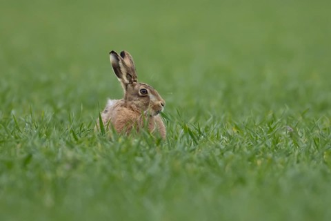 European brown hare (Lepus europaeus) adult animal feeding in a farmland cereal field in