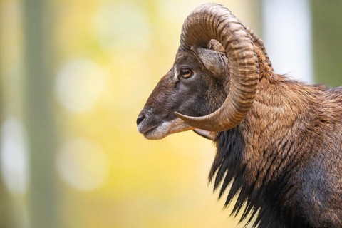 European mouflon (Ovis aries musimon) ram (male) standing in a forest in autumn, portrait, Bavaria,