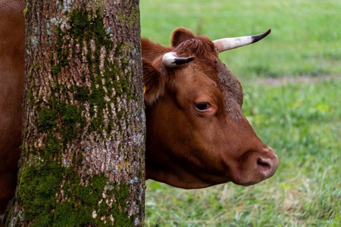Brown cow leaning against a tree covered with moss, Zgornje Jezersko, Gorenjska, Slovenia