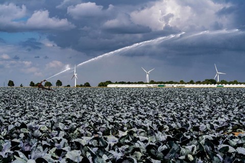 Agriculture, artificial irrigation of a field, irrigation system, cabbage cultivation, red cabbage,