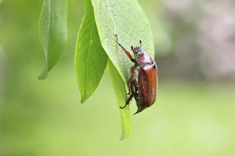May beetle, wood cockchafer (Melolontha hippocastani), female, on leaf of a willow (Salix caprea),
