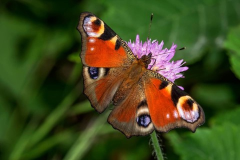 Peacock's eye (Inachis io) on a forest widow flower (Knautia sylvatica), Baden-Württemberg, Germany