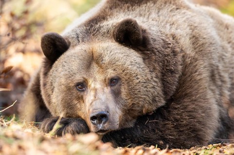 Eurasian Brown Bear (Ursus arctos arctos) lying in a forest, portrait, Bavaria, Germany