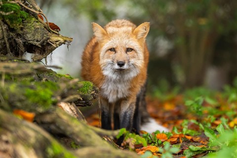 Red fox (Vulpes vulpes) staning in a forest in autumn, Bavaria, Germany