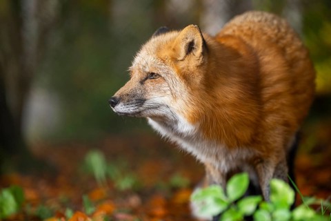 Red fox (Vulpes vulpes) standing in a forest in autumn, Bavaria, Germany