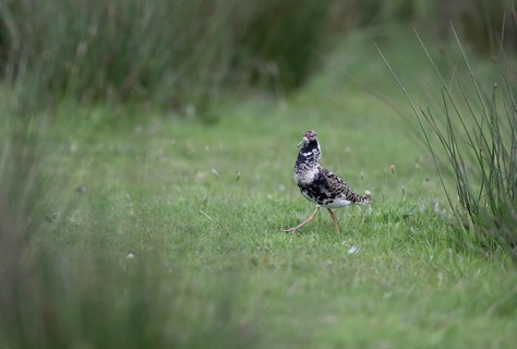 Ruff (Philomachus pugnax) in a meadow, Texel, North Holland, Netherlands