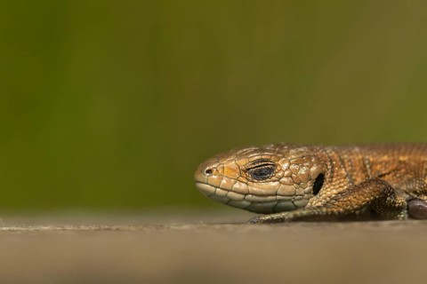 Common lizard (Zootoca vivipara) adult reptile sleeping on a wooden sleeper, England, United