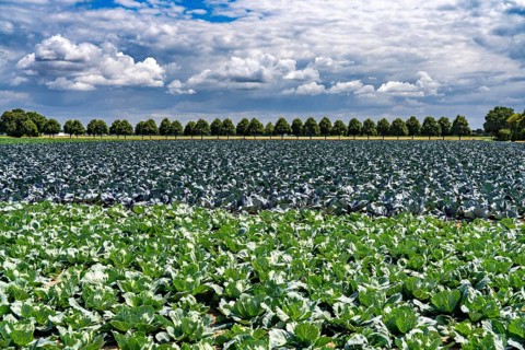 Agriculture, fields, cabbage cultivation, red cabbage and white cabbage, near Kempen on the Lower