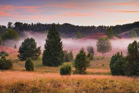 Juniper trees and flowering heath at Totengrund in Lüneburg Heath nature park Park, Lower Saxony,
