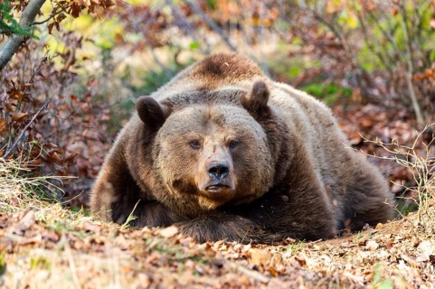 Eurasian Brown Bear (Ursus arctos arctos) lying in a forest, Bavaria, Germany