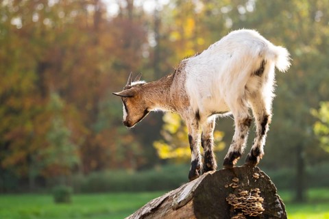 Domestic goat (Capra hircus) standing on a wood in autumn, Bavaria, Germany