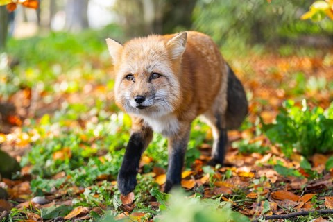 Red fox (Vulpes vulpes) walking in a forest in autumn, Bavaria, Germany