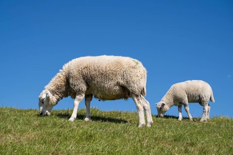 Two sheep feeding on the dyke, Pellworm Island, North Frisia, North Sea, Schleswig-Holstein,