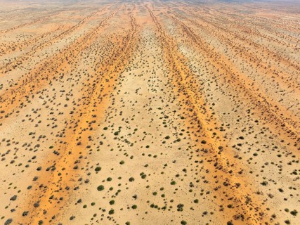 Parallel, linear sand dunes grown with camelthorn trees (Vachellia erioloba) in the Kalahari Desert