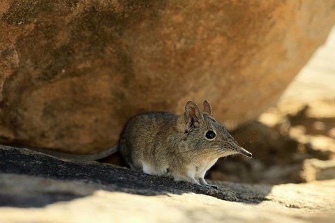 Short-eared elephant shrew (Macroscelides probosideus), adult, foraging, Mountain Zebra National