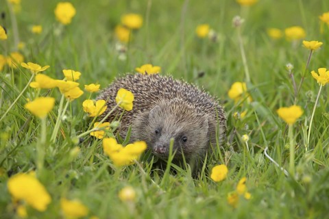 European hedgehog (Erinaceus europaeus) adult animal in a spring time meadow with flowering