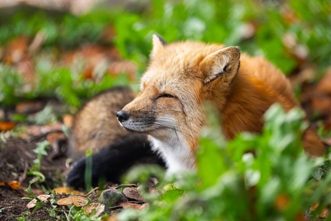 Red fox (Vulpes vulpes) lying in a forest in autumn, Bavaria, Germany