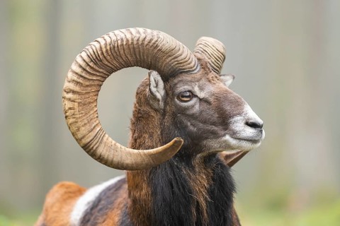 European mouflon (Ovis aries musimon) ram (male) lying in a forest in autumn, portrait, Bavaria,
