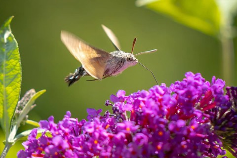 Dove tail (Macroglossum stellatarum) hovering over purple flowers of the summer lilac (Buddleja