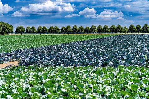 Agriculture, fields, cabbage cultivation, red cabbage and white cabbage, near Kempen on the Lower