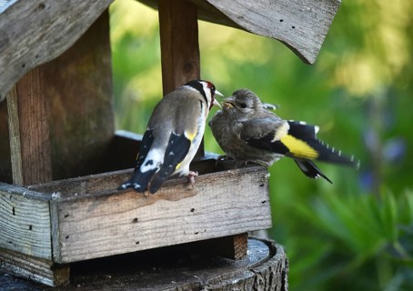 Goldfinch, goldfinch, (Carduelis carduelis) feeds its chick, offspring at the birdhouse