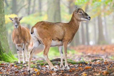 European mouflon (Ovis aries musimon) sheep (female) standing in a forest in autumn, Bavaria,