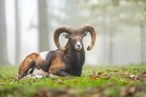 European mouflon (Ovis aries musimon) ram (male) lying in a forest in autumn, Bavaria, Germany