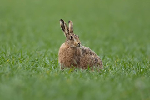 European brown hare (Lepus europaeus) adult animal feeding in a farmland cereal field in