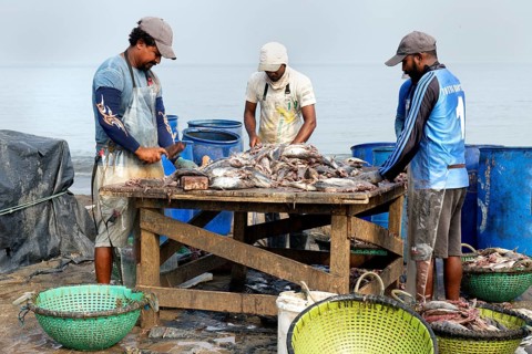Fishermen cleaning and preparing fish for the market, Negombo, Sri Lanka