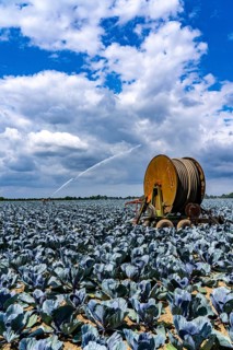 Agriculture, artificial irrigation of a field, irrigation system, cabbage cultivation, red cabbage,