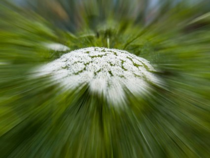 Bishop's weed, small cartilaginous carrot, toothpick cartilaginous carrot, toothpick herb,