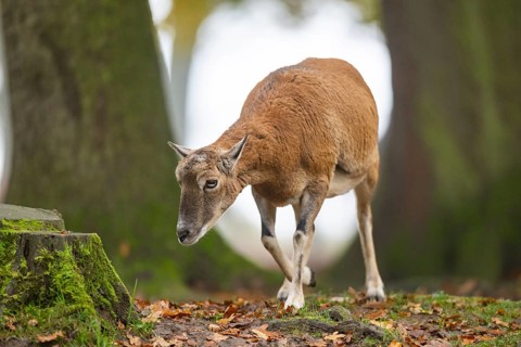 European mouflon (Ovis aries musimon) sheep (female) walking in a forest in autumn, Bavaria,