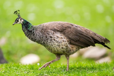 Indian peafowl (Pavo cristatus) walking on a meadow, Bavaria, Germany